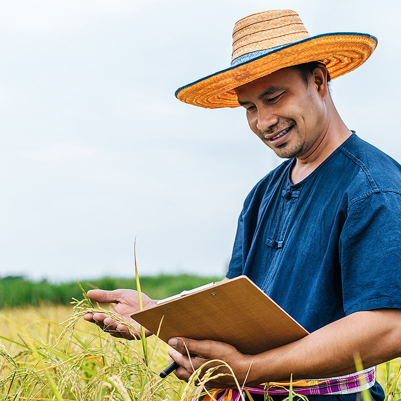 organico-arroz-agricultor
